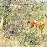 Ambientalistas rechazan explotación en Médanos del Chaco