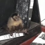 Mono rescatado en Limpio queda bajo cuidado policial