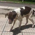 Lanzan plataforma para reportar mascotas perdidas