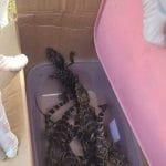 Rescatan siete crías de yacaré en operativo encubierto