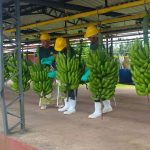 Dólar bajo golpea a bananeros: piden intervención del BCP