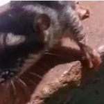 Registran inusual marsupial acuático en Canindeyú