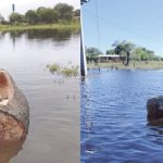 Indígenas usan tronco de samu’u para cruzar inundaciones
