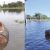 Indígenas usan tronco de samu’u para cruzar inundaciones