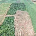 Desmonte en Caazapá: detectan 12 hectáreas taladas