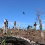 Reforestarán áreas afectadas por marihuana