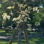El tajy florece en los jardines del Vaticano