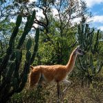 Médanos del Chaco, el tesoro natural que buscan proteger