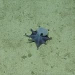 Pulpo azul de Galápagos: descubren nueva especie