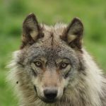 Pastora sobrevivió al ataque de un lobo en Grecia