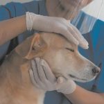 Hospital veterinario público de Luque será licitado en 30 días
