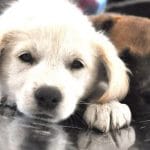 Maltrato animal: habilitan plataforma para denuncias con fotos y videos