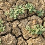 Día contra la Desertificación y Sequía: suelos que se degradan