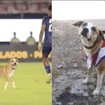 ¿Quién es Dexter, el perro que ingresó al Defensores?