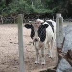 Hallan muerto a un capataz tras sufrir ataque de un toro