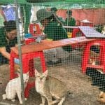 Rescatan casi 400 gatos en Vietnam tras operativo contra tráfico de animales