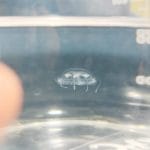 Primer registro de medusa de agua dulce en Paraguay