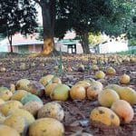 ¿Cómo evitar que los mangos se dañen antes de madurar?