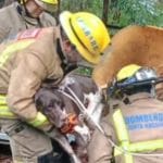 Bomberos rescatan a un perro arrastrado por el raudal al arroyo Lambaré
