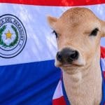 Ternero de la UNA recibe el nombre de Gustavo Alfaro